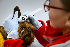 Минфин предлагает обнулить НДС на все ветеринарные услуги