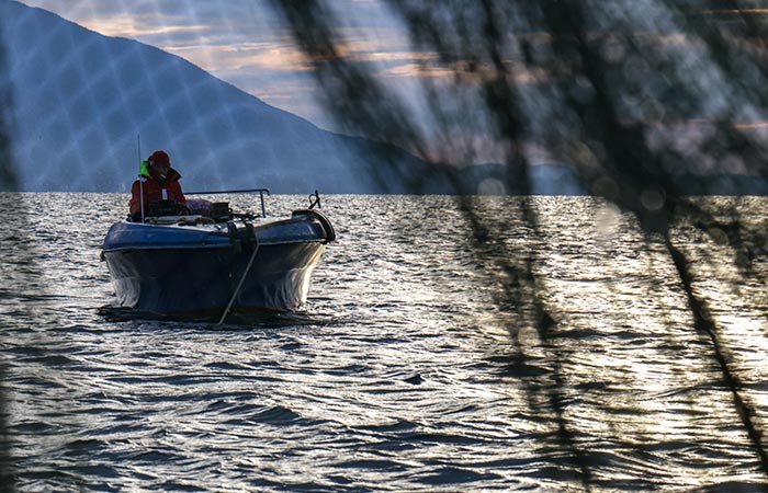 Рыбопромышленники назвали вылов лососей в 2024 году худшим с 2005 года