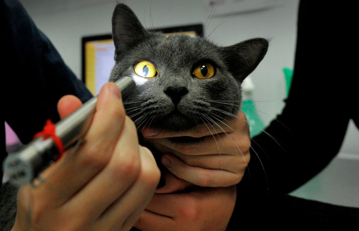 В РФ обнулили НДС на все ветеринарные услуги