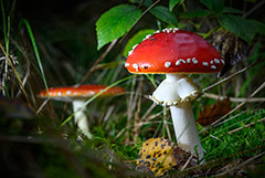 В новый том Красной книги России "Растения и грибы" вошли более 700 видов