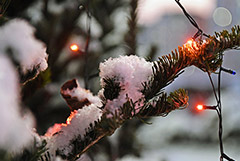В Москве заработали елочные базары