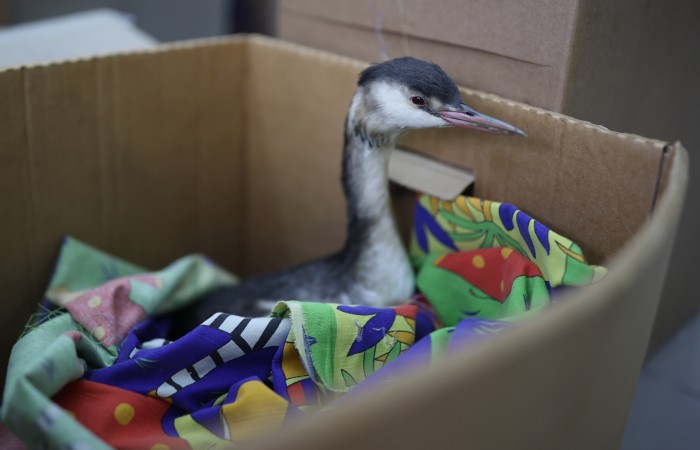 Первые 150 спасенных птиц из Анапы доставили в зоопарк Краснодара