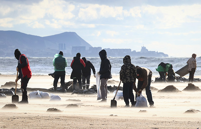 На побережье Черного моря после разлива мазута нашли уже десять мертвых дельфинов