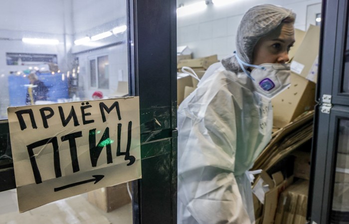 Более 3,3 тыс. птиц спасли на Кубани от мазута после крушения танкеров