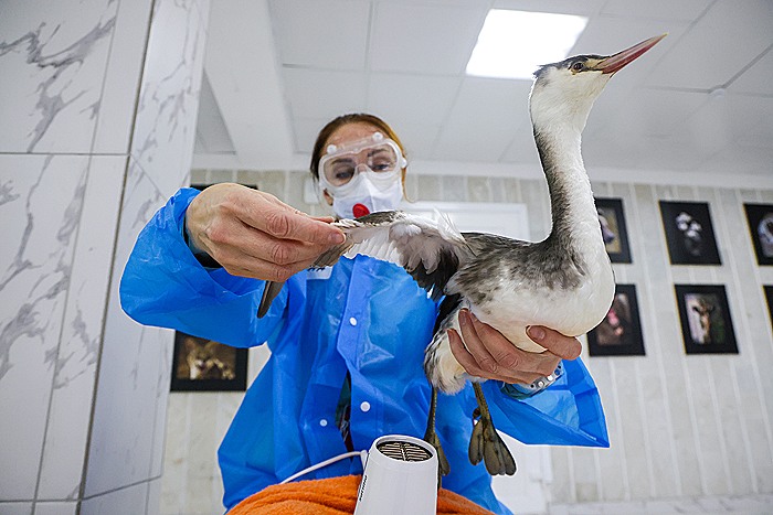 Новую партию пострадавших от мазута птиц перевезли в краснодарский сафари-парк