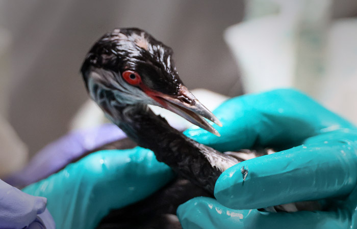 МЧС сообщило о спасении на Кубани почти 6 тысяч птиц, пострадавших от мазута