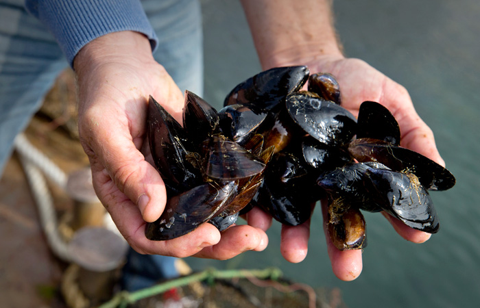 Производители устриц и мидий не видят серьезных рисков от ЧС в Керченском проливе