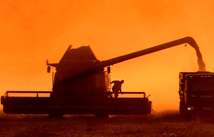 Зерновой союз прогнозирует сбор зерна в России в 2025 году ниже прошлогоднего