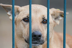 Путин отдал поручения, направленные на улучшение деятельности по защите животных