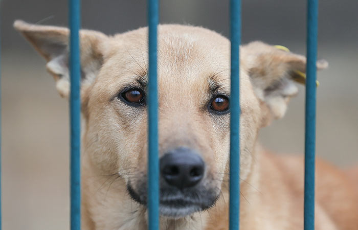 Путин отдал поручения, направленные на улучшение деятельности по защите животных