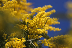 Абхазия намерена сохранить поставки мимозы в РФ на уровне прошлого года