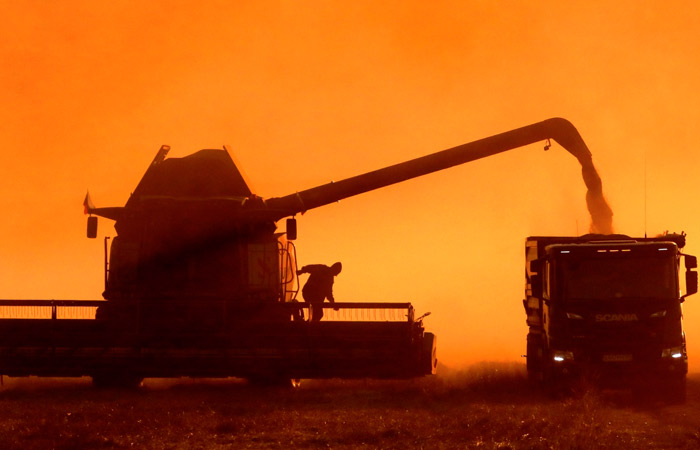 Академик РАН считает, что сбор зерна в РФ в 2025 г. не превысит 120 млн т