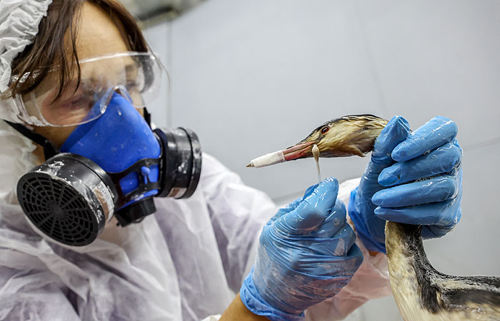 Более 2 тыс. птиц спасли на Кубани от загрязнения мазутом после крушения танкеров