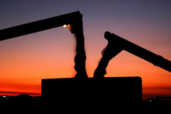 Минсельхоз допустил нетарифные меры на зерновом рынке при урожае ниже прогноза в этом году