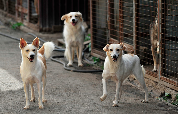 Комитет Совфеда нашел антиконституционные положения в законопроекте об усыплении животных