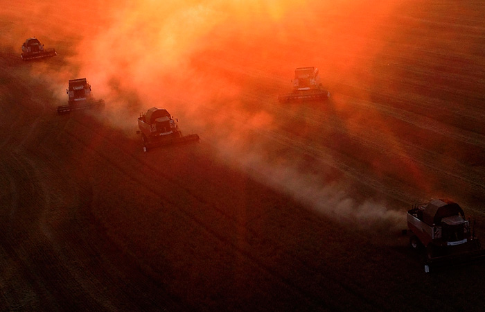 Оксана Лут не исключила, что сбор зерна в РФ в 2025 году будет больше прошлогоднего