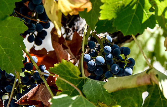 Подмосковье войдет в перечень винодельческих регионов России