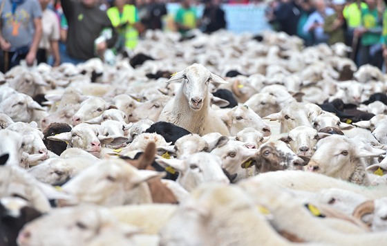 Фестиваль перегона скота в Мадриде