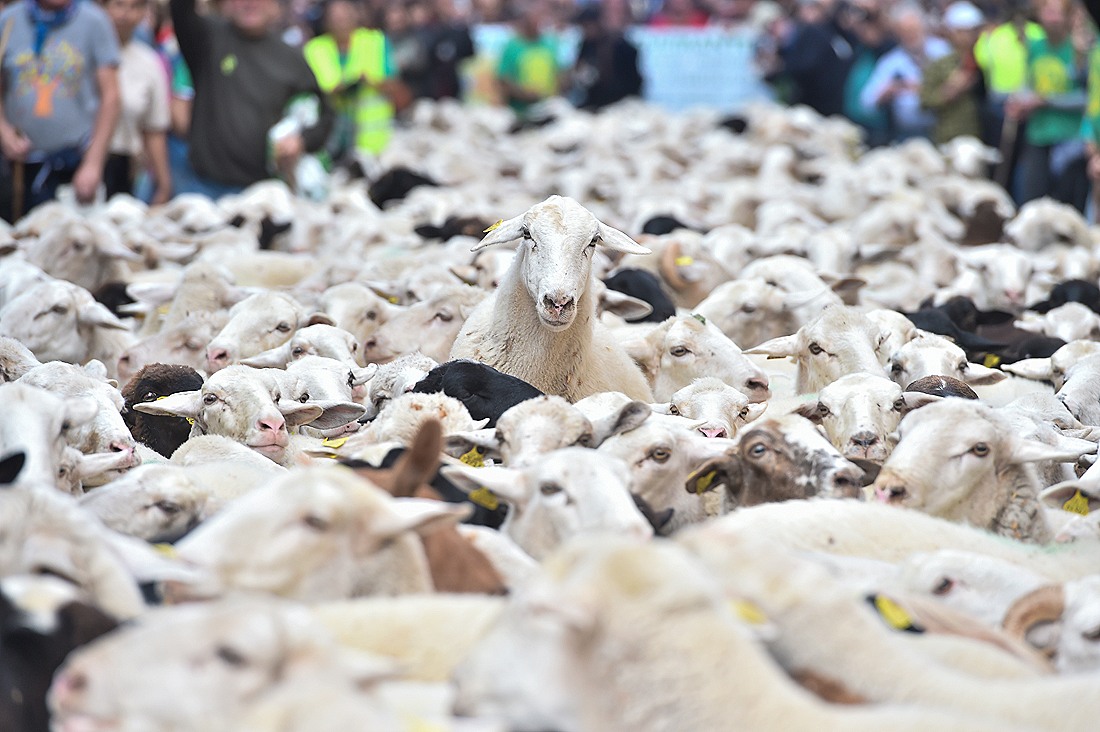 Фестиваль перегона скота в Мадриде