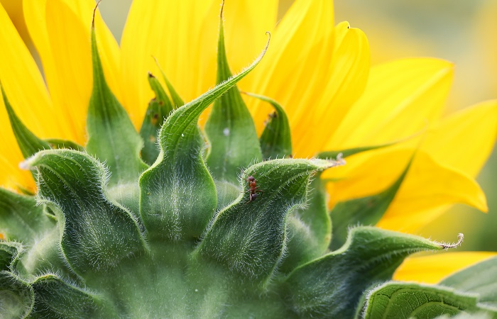 Пошлина на экспорт подсолнечного масла в октябре повышается до 8 тыс. руб./т