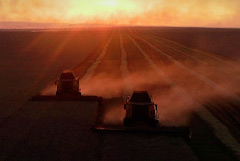 Российский зерновой союз заявил о сокращении экспорта зерна в июле-октябре на четверть