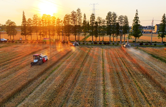 Пошлина на экспорт пшеницы из РФ с 12 ноября повышается в 2,4 раза