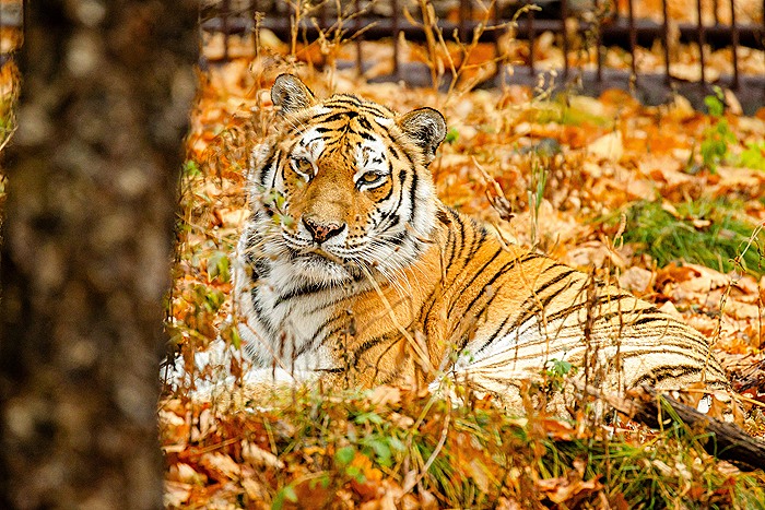 Россия передаст Казахстану четырех амурских тигров для восстановления популяции