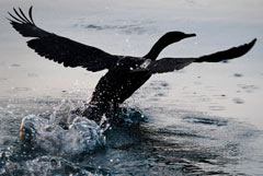 Глава Бурятии высказался за сокращение популяции бакланов на Байкале