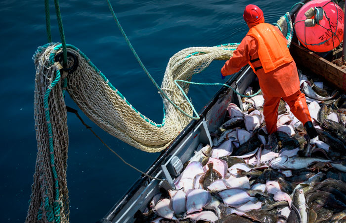 Росрыболовство прогнозирует снижение вылова рыбы в РФ в 2025 г. до 4,8 млн т