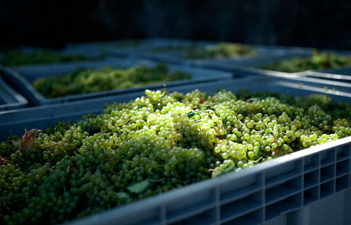 ГК "Абрау-Дюрсо" в 2025 году собрала рекордные 26 тыс. т винограда