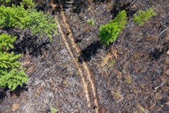 Правительство РФ направит 70 млрд рублей на восстановление лесов