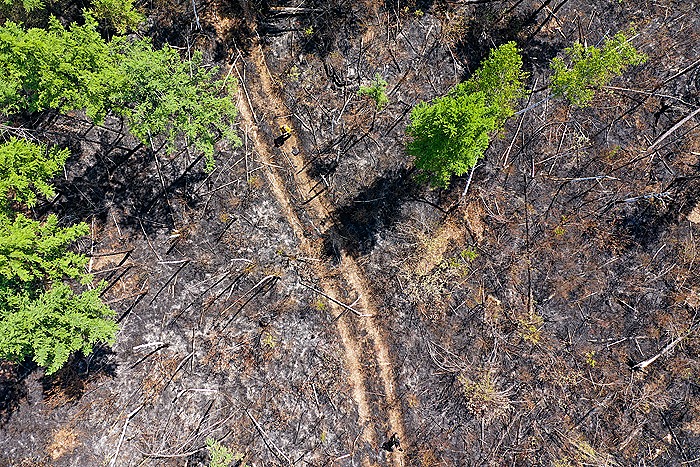 Правительство РФ направит 70 млрд рублей на восстановление лесов