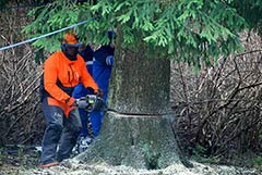 Главную новогоднюю ёлку страны спилили в Рузском округе Подмосковья