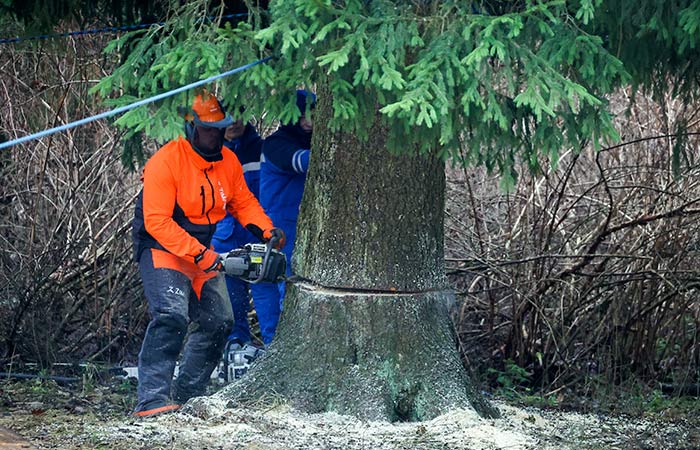 Главную новогоднюю ёлку страны спилили в Рузском округе Подмосковья