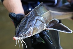 Запасы осетровых в Азовском море достигли 3 тыс. т