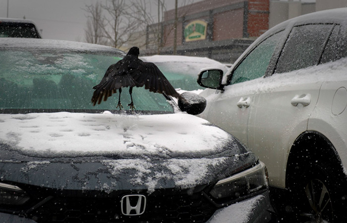 Honda отзывает 70,7 тыс. автомобилей в США