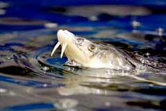 Росрыболовство допускает возобновление промысла осетровых в Азовском море в 2027-2028 гг.