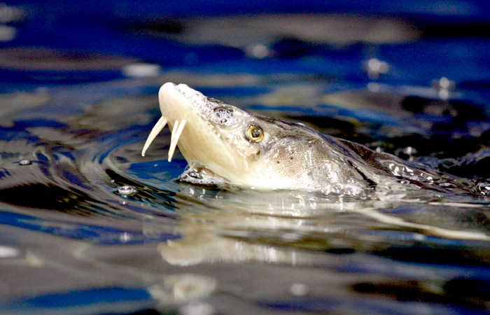 Росрыболовство допускает возобновление промысла осетровых в Азовском море в 2027-2028 гг.