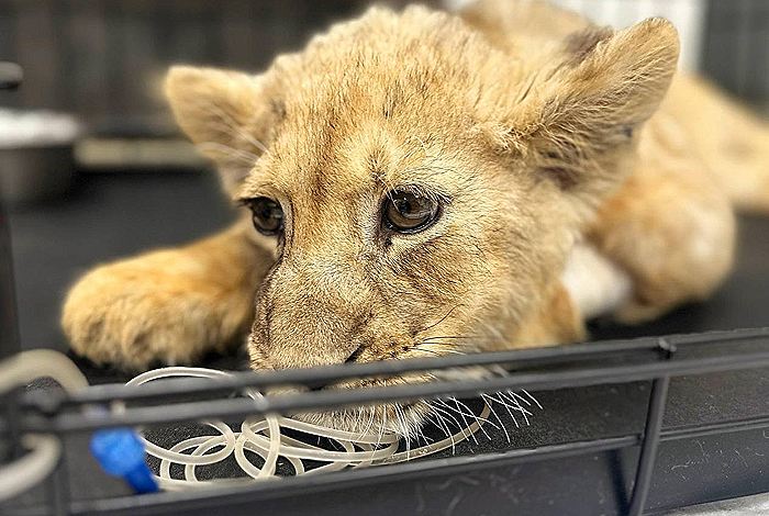 Московская прокуратура начала проверку после изъятия львенка у блогера
