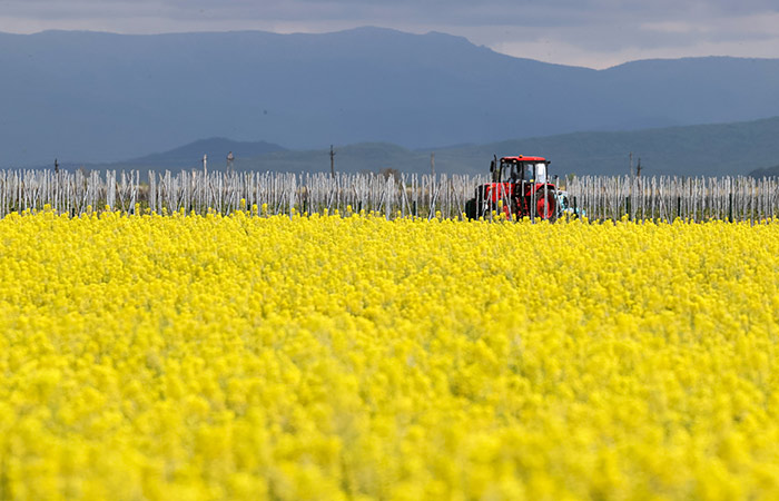 Россия побила рекорд по сбору масличных культур в 2025 г., несмотря на засуху на юге