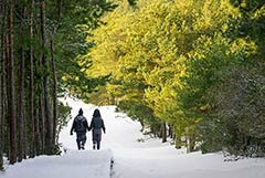 На директора нацпарка "Куршская коса" завели дело о незаконной рубке леса