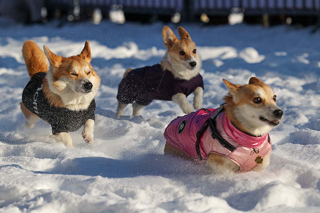 Cемейный забег "Хаски-Trail" в Белгороде