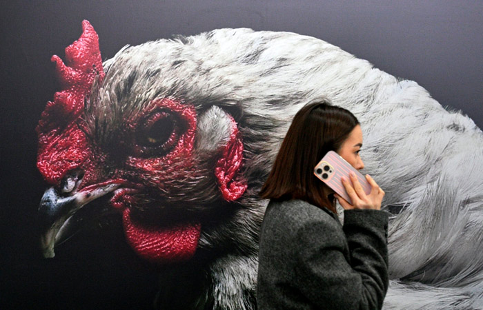 Российские производители мяса озабочены резким ростом импорта курятины из Китая