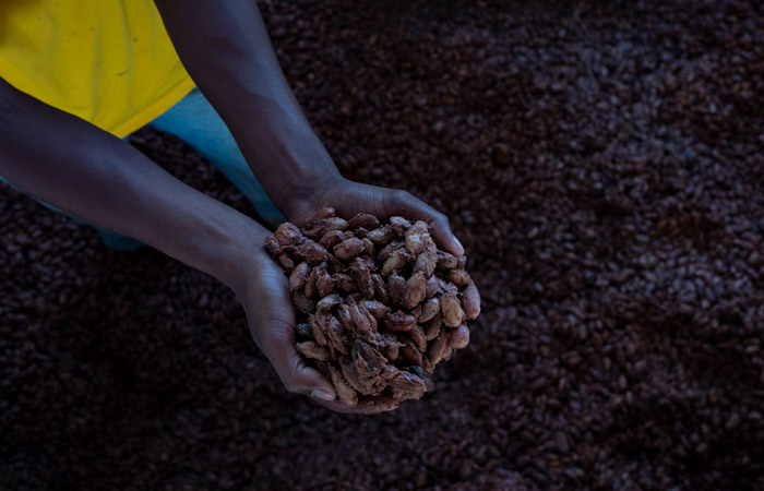 Цены на какао-бобы опустились ниже $4000 за тонну впервые с 2023 года
