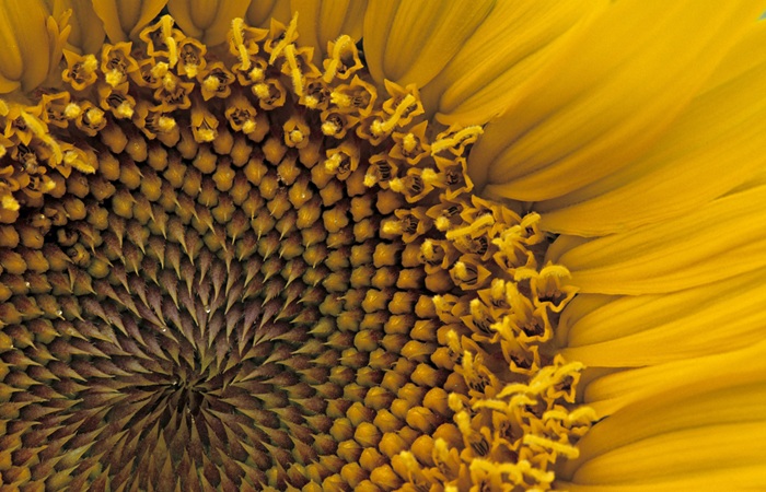 Пошлина на экспорт подсолнечного масла из РФ повышается на 2,1%