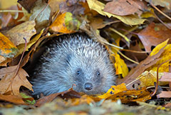 Что произошло в мире науки. Вечерний дайджест