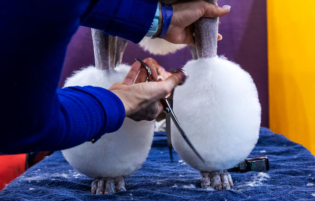 В Нью-Йорке проходит старейшая в мире выставка собак Westminster Kennel Club