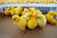 ���������� ������� ������������ � ������������ ����������� ��� ��������� ������������