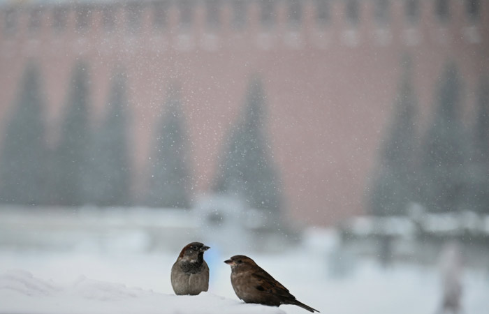 В Москве из-за снегопада в четверг объявили "оранжевый" уровень погодной опасности
