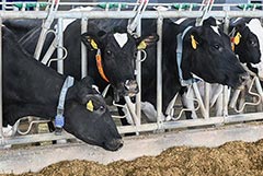 Минсельхоз ожидает рентабельность молочного скотоводства в 2025 году на уровне 22%